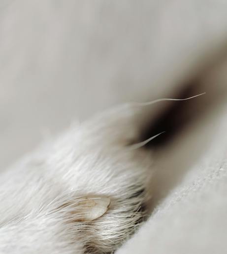 Nail Cat Overview