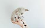 Cat Claw Covers
