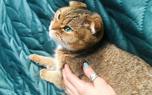 Cat Grooming Brush