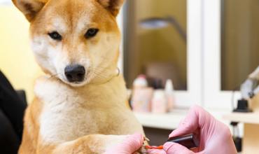 Grooming and Nail Care