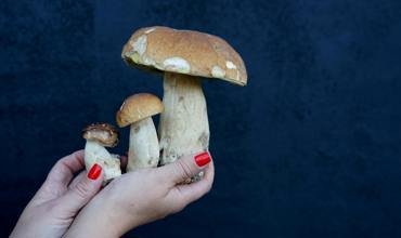 Fungal Spores