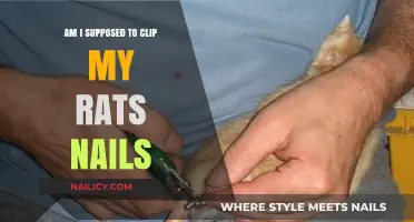 Should You Clip Your Rat's Nails? A Pet Owner's Guide