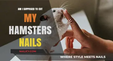 Hamster Nail Care: When and How to Trim