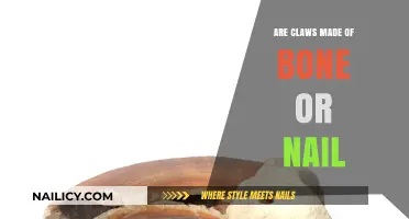 Claws Unveiled: Bone, Nail, or Something Else Entirely?