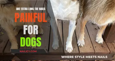 Do Dogs Feel Pain From Long Toenails?