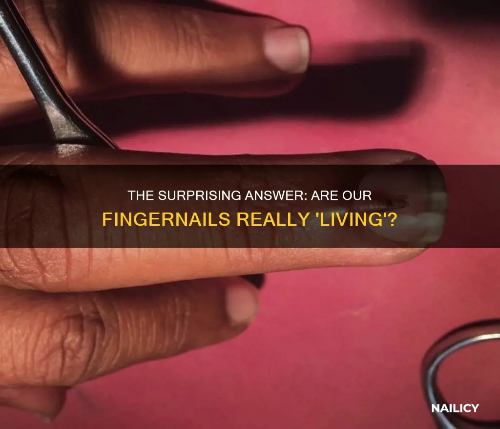 are finger nails living