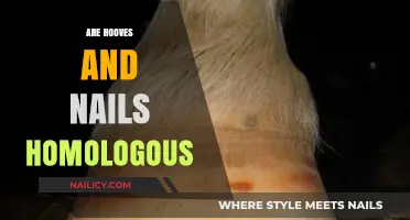 Unraveling the Evolutionary Link: Are Hooves and Nails Homologous Structures?