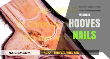 Unraveling the Myth: Are Horse Hooves Actually Nails?