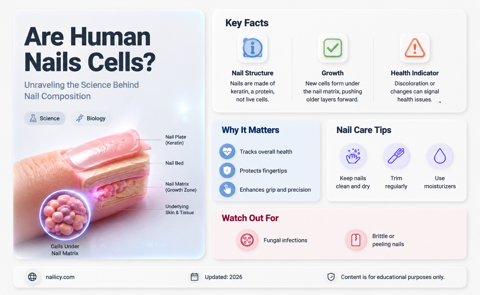 are human nails cells