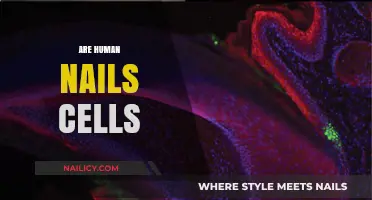 Are Human Nails Cells? Unraveling the Science Behind Nail Composition