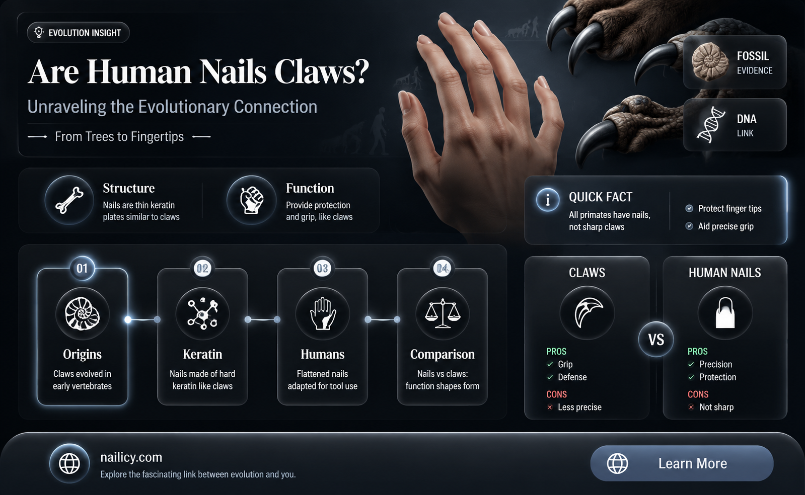 are human nails claws