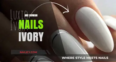 Are Human Nails Ivory? Unraveling the Myth and Facts