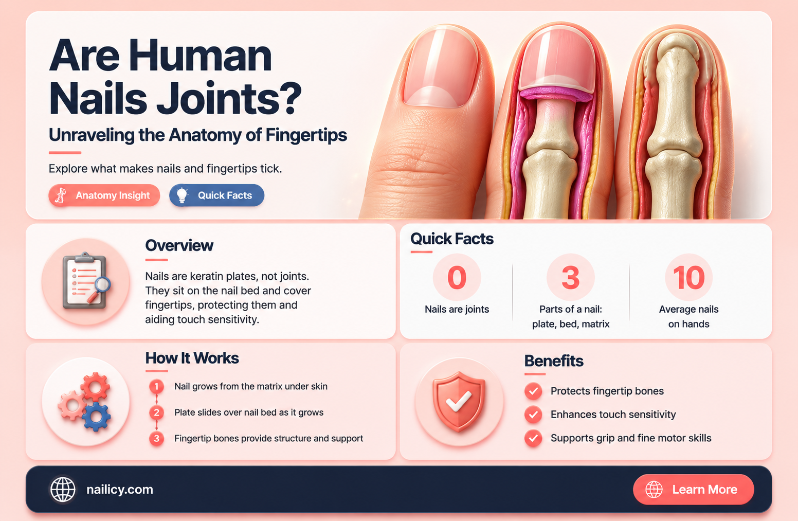 are human nails joints