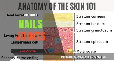 Are Human Nails Joints? Unraveling the Anatomy of Fingertips
