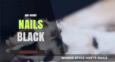 Are Husky Nails Black? Uncovering the Truth About Their Paw Color