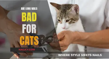 Long Nails: A Cat's Health Hazard or Not?