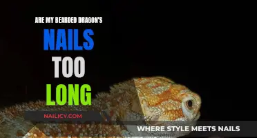 Bearded Dragon Claw Care: When Are Nails Too Long?