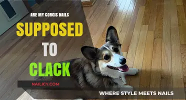 Corgi Nail Clack: Normal or Not? Understanding Your Pup's Sounds