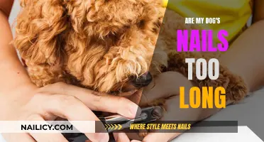 How Long is Too Long for Dog Nails?