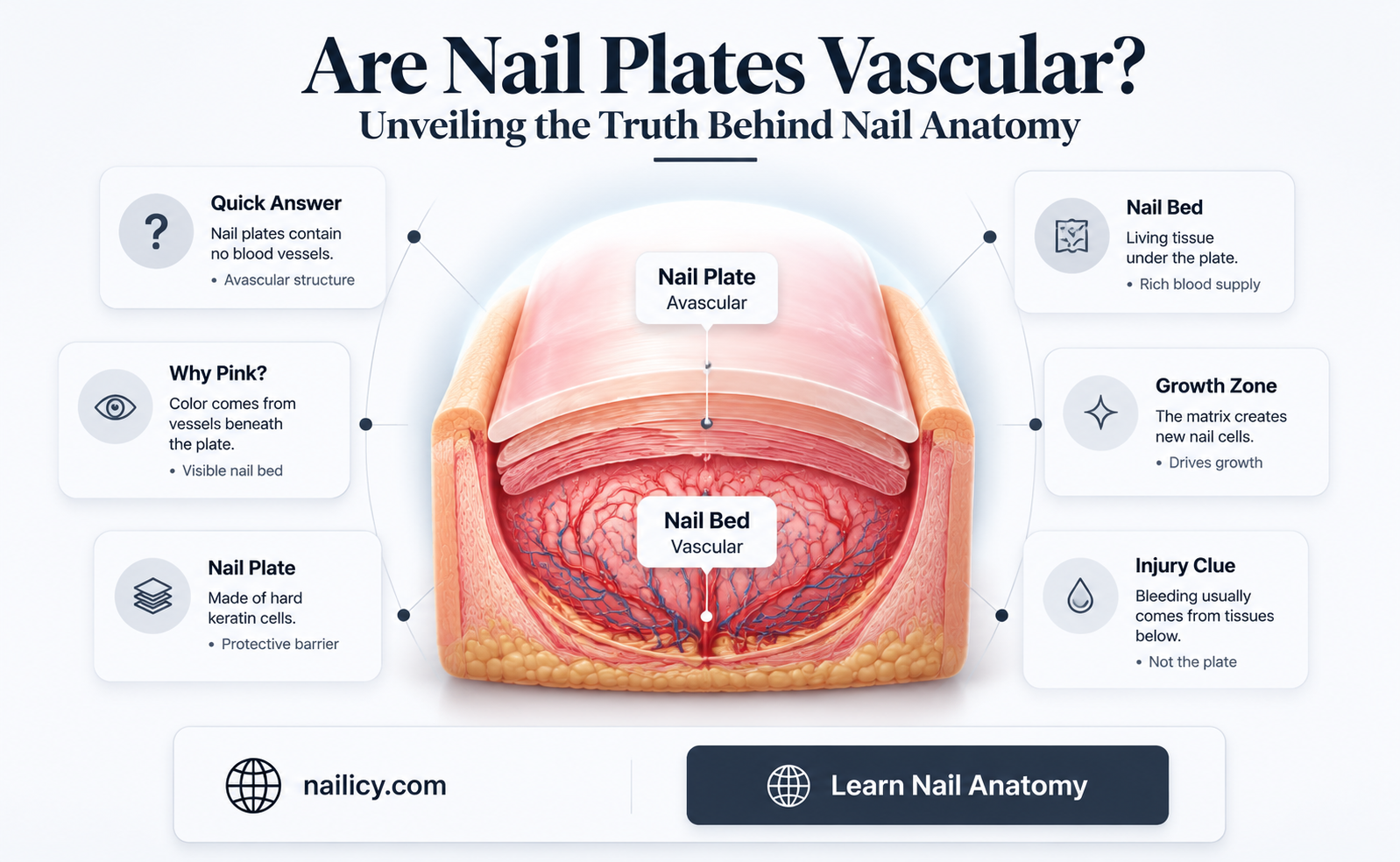 are nail plates vascular