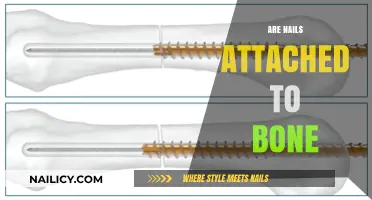 Are Nails Attached to Bone? Unraveling the Anatomy of Fingernails