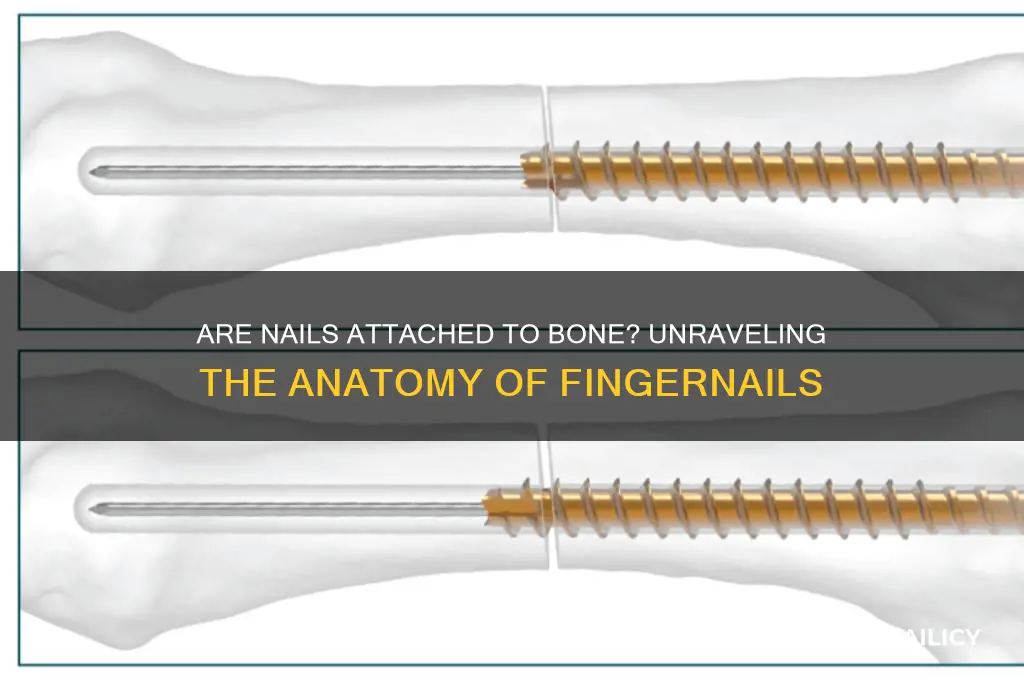 are nails attached to bone