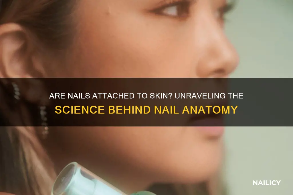 are nails attached to skin
