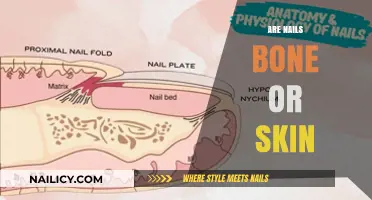 Nails: Bone or Skin? Unraveling the Anatomy of Fingertips