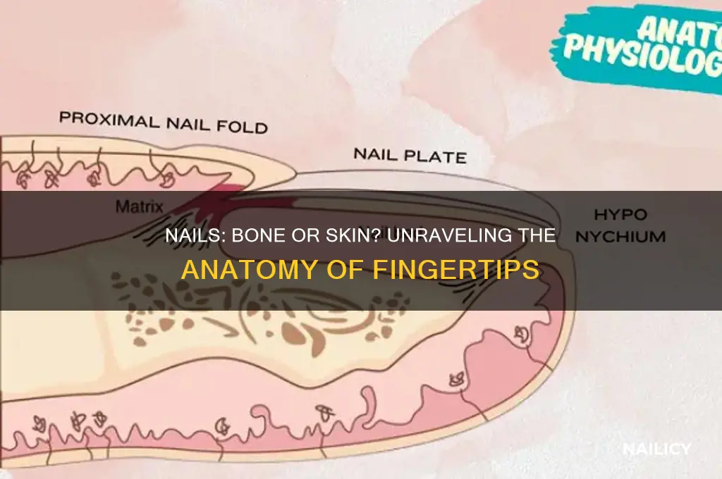 are nails bone or skin