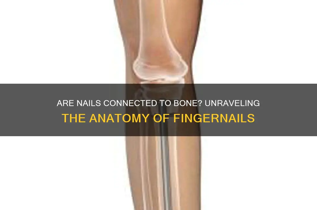 are nails connected to bone