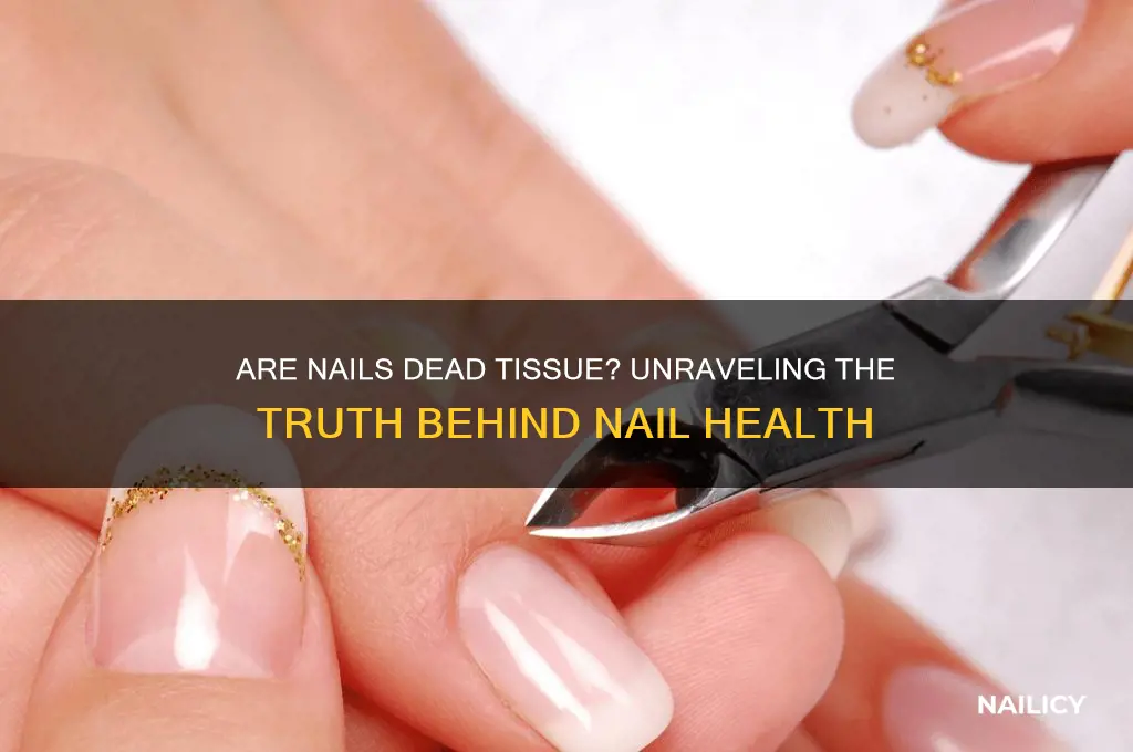 are nails dead tissue