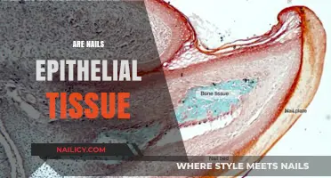 Are Nails Epithelial Tissue? Unveiling the Science Behind Nail Structure