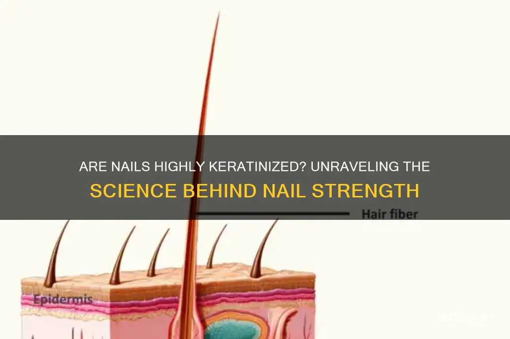 are nails highly keratinexed