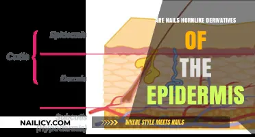 Are Nails Hornlike Derivatives of the Epidermis? Unraveling the Science