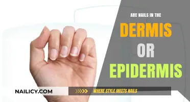Understanding Nail Placement: Dermis or Epidermis? Unraveling Skin Layers