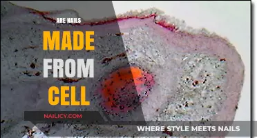 Are Nails Made from Cells? Unraveling the Science Behind Nail Composition