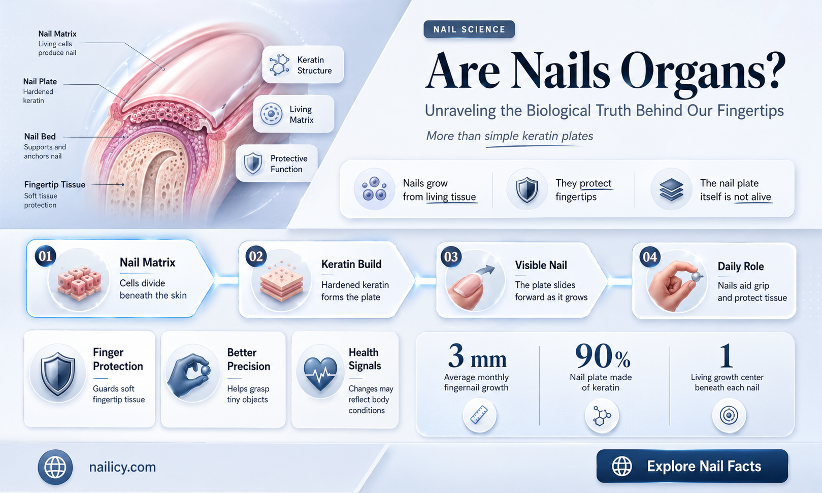 are nail an organ