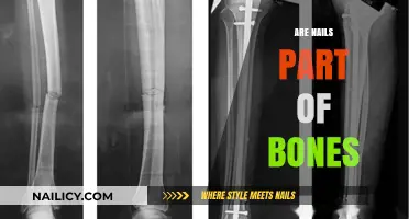 Are Nails Part of Bones? Unraveling the Anatomy Mystery