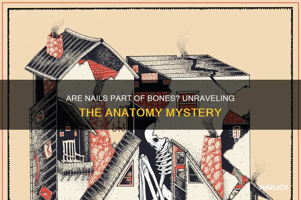 are nails part of bones