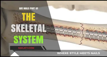 Are Nails Part of the Skeletal System? Unraveling the Truth