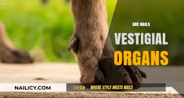 Are Nails Truly Vestigial? Uncovering Their Evolutionary Purpose and Function