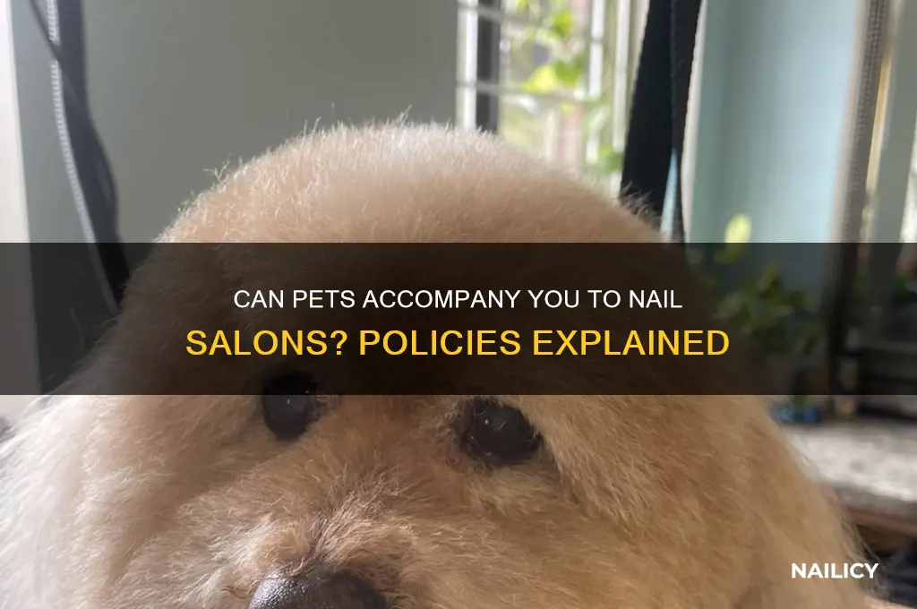 are pets allowed in nail salons