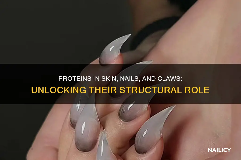 are proteins found in skin nails and claws