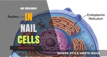 Do Nail Cells Contain Ribosomes? Unveiling the Microscopic Truth