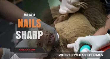 Are Sloth Nails Sharp? Uncovering the Truth About Their Claws