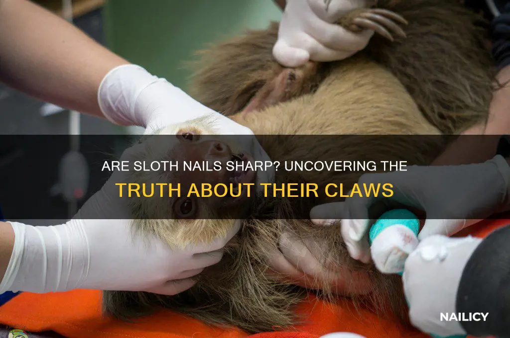 are sloth nails sharp