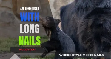 The Intriguing Birth Feature of Sloths: Long Nails
