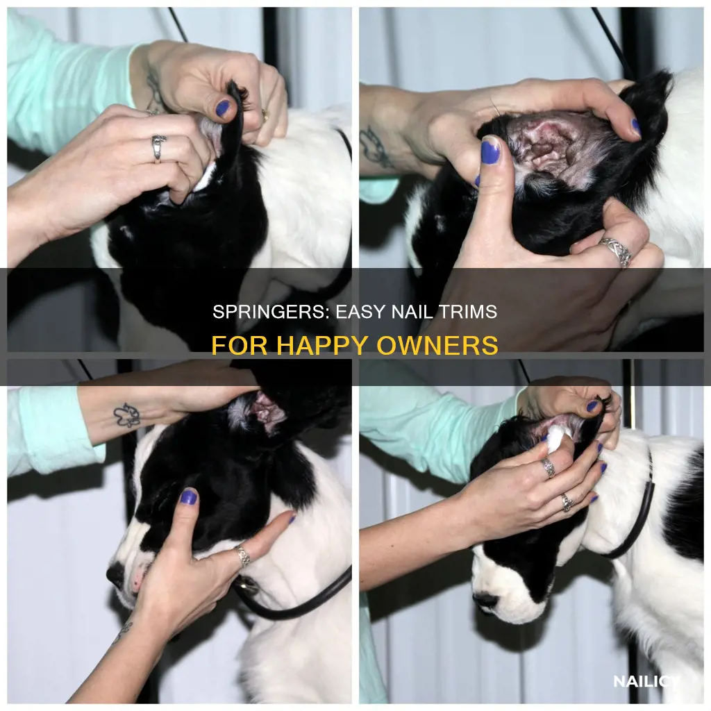are springers good for nail trims