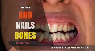 Teeth and Nails: Are They Bones or Something Else?