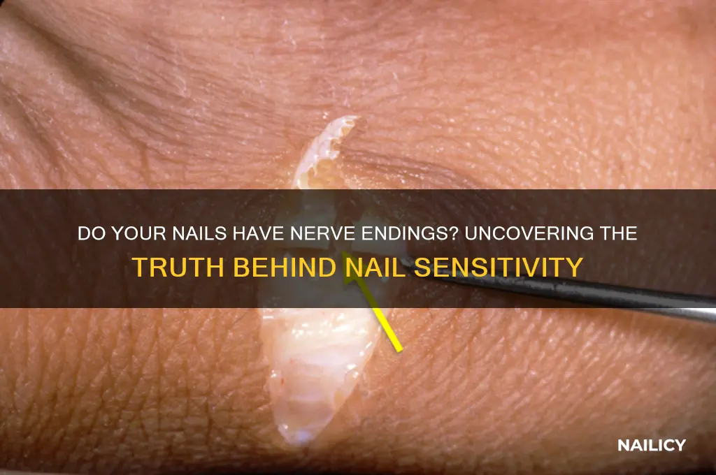 are there nerves endings in your nails